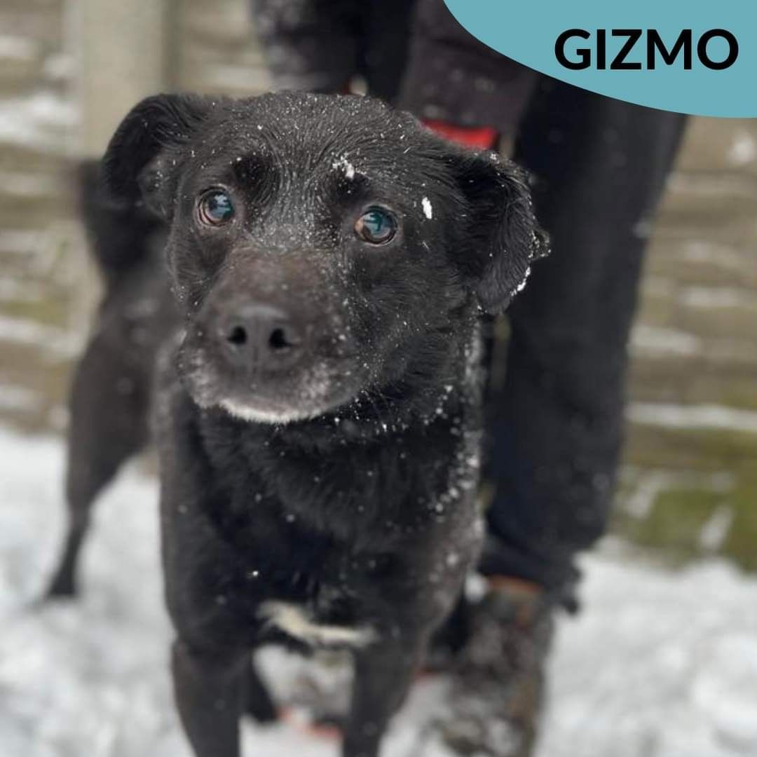 GIZMO czeka na swoją nową rodzinę