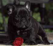 Buldog Francuski CZARNY
