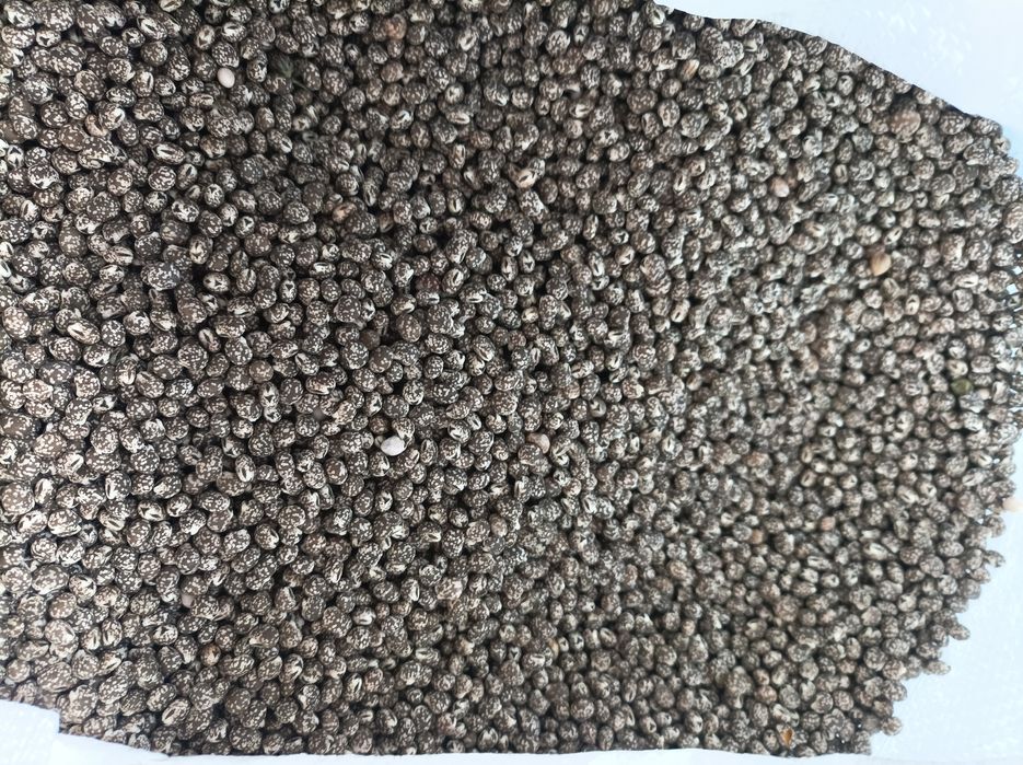 Sprzedam łubin gorzki