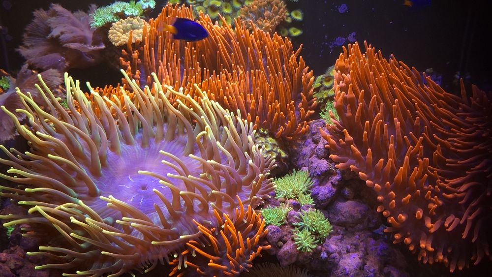 Akwarium morskie 65x60x50 komplet.