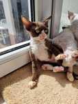 Danny,posiada pakiet mycatdna, czekoladowy bicolour