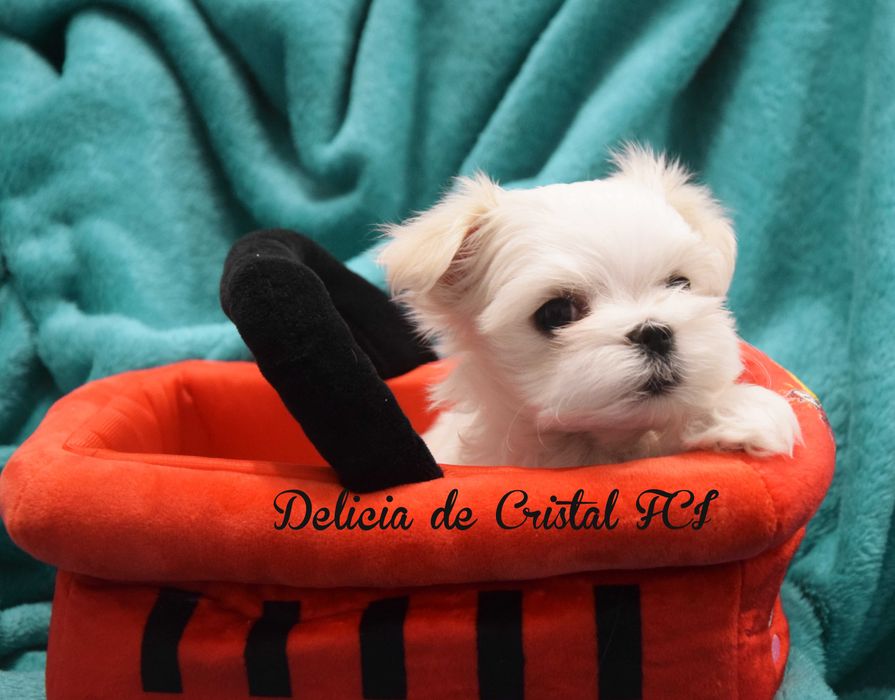 Maltańczyk szczeniaczek ZKwP