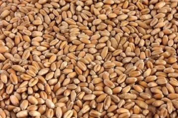 Продам пшеницю Чаруків