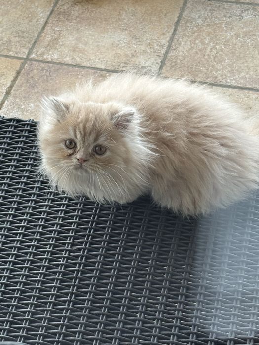 Gatinho persa muito docil