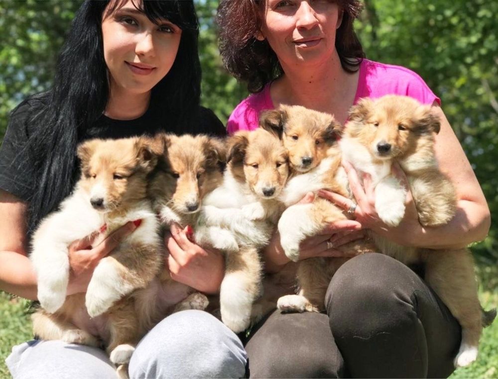 Долгожданные детки колли