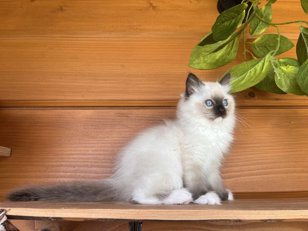 Kocurek piekny seal mitted i colorpoint/badania/FPL