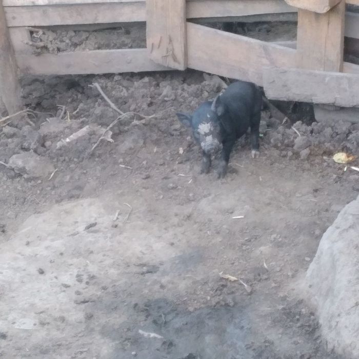 Продам поросят въетнамских