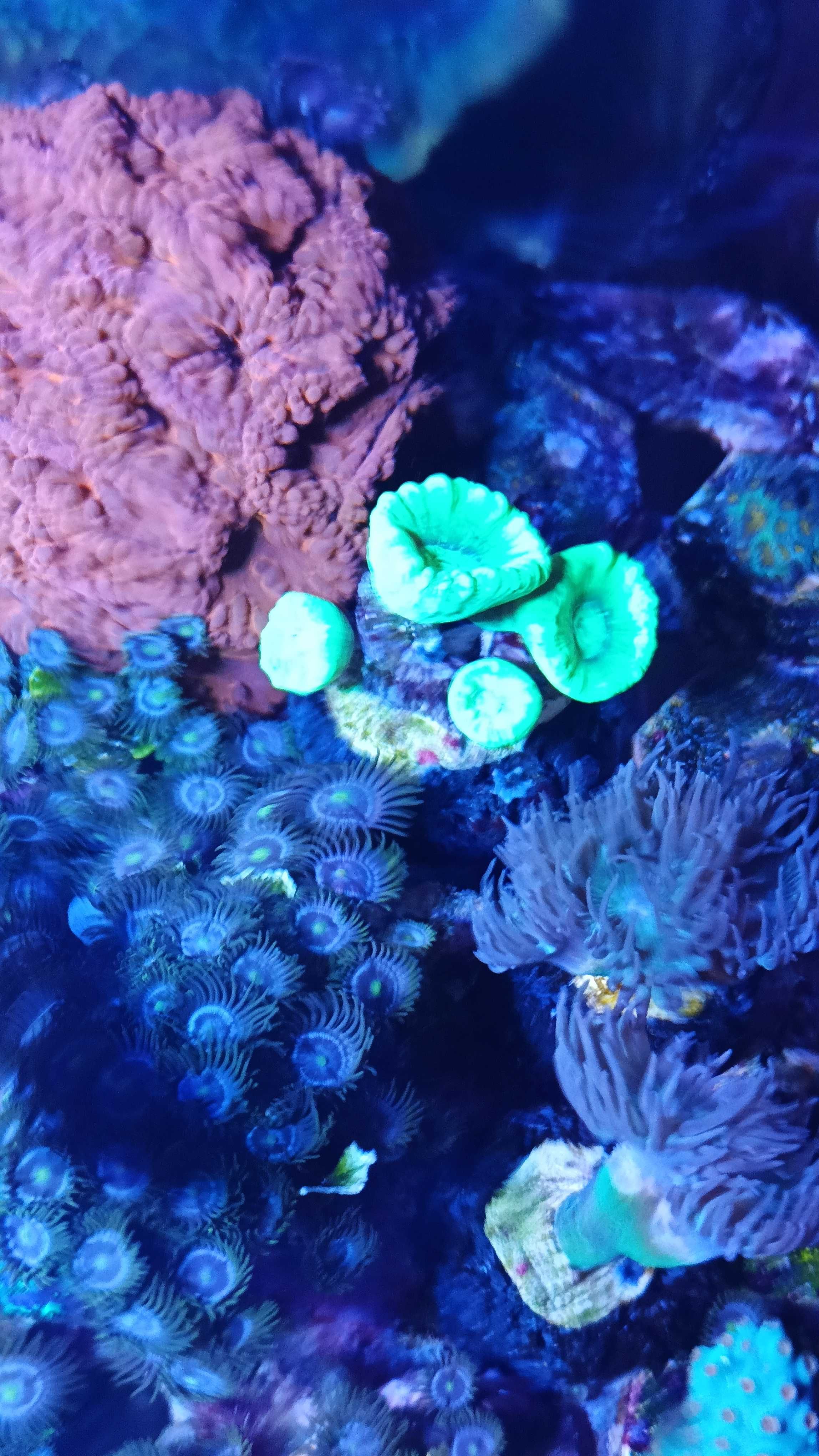 Koral Caulastrea furcata fluo LPS