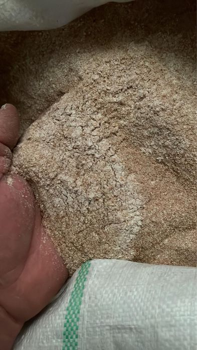 Высивка крупная и мучка