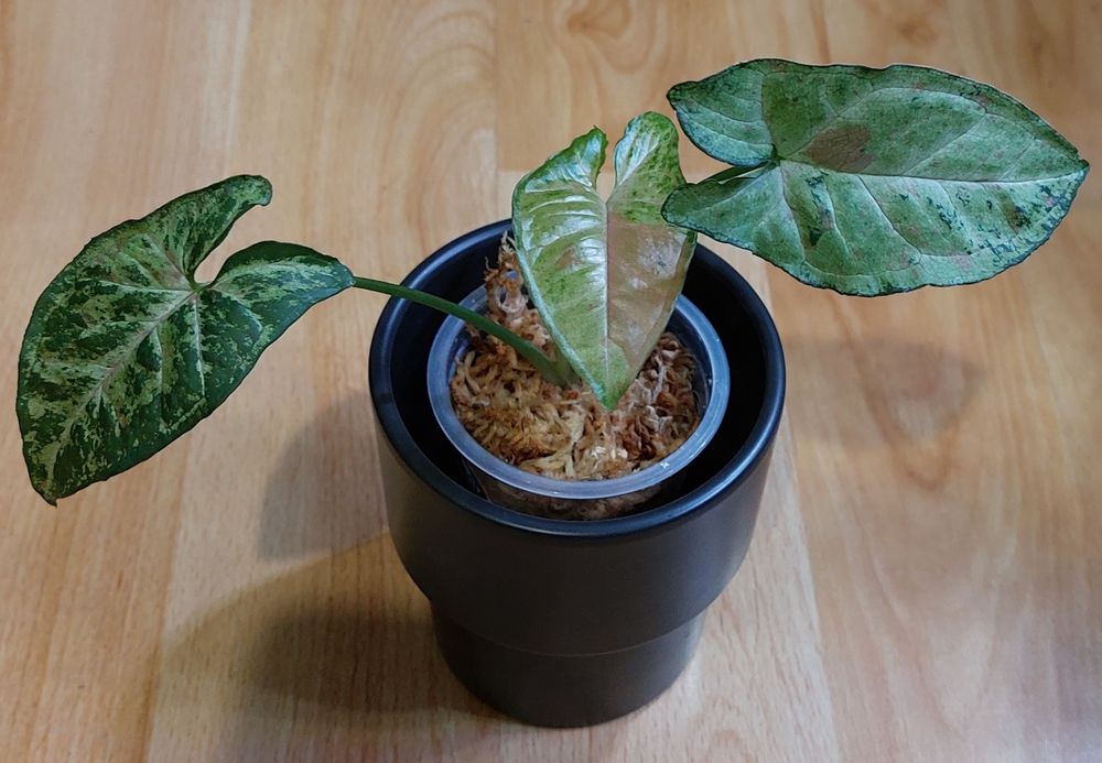 Ozdoba na półkę - syngonium