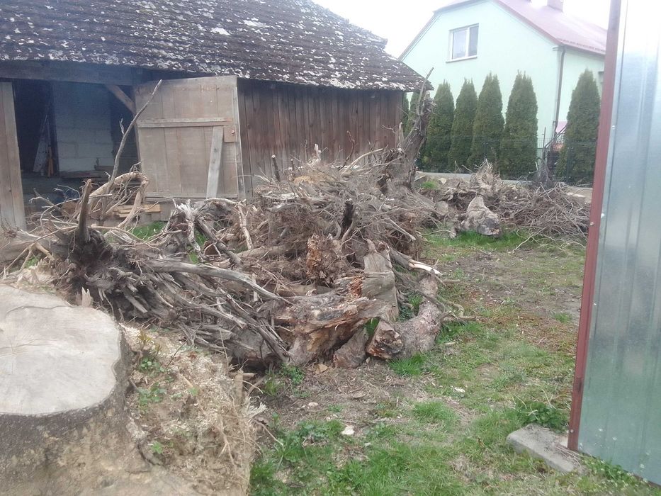 Oddam korzenie za darmo