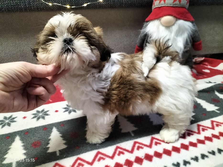 Szczeniak suczka Shih-Tzu
