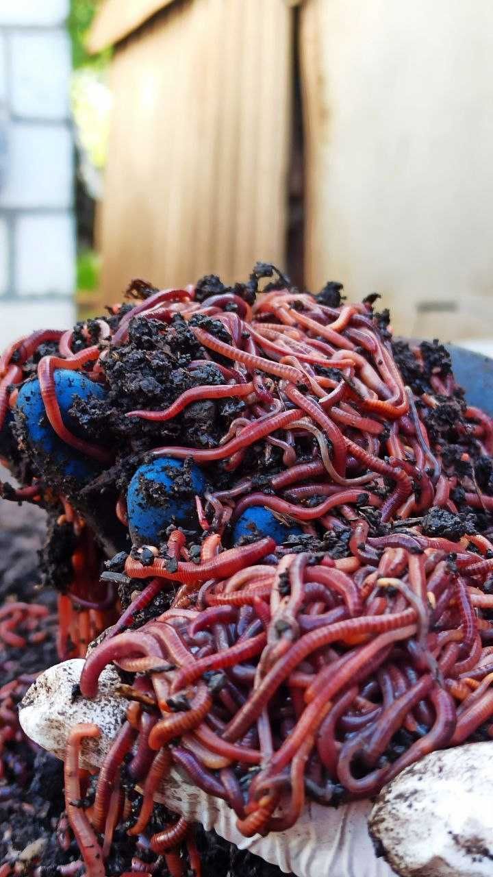 Каліфорнійський черв'як для компосту, хробаки для риболовлі, рибалка