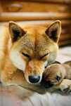 Shiba Inu szczenię czerwone doskonała socjalizacja FCI