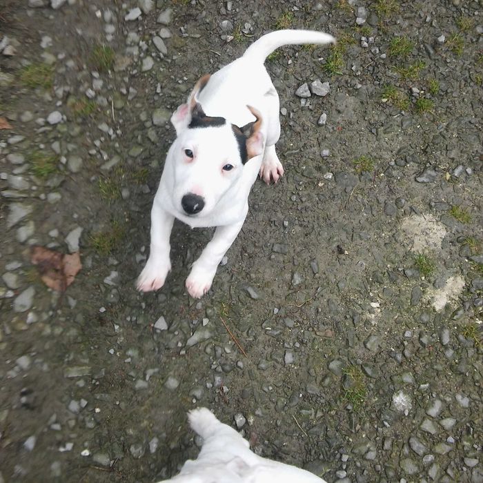 Jack Russell Terrier pies