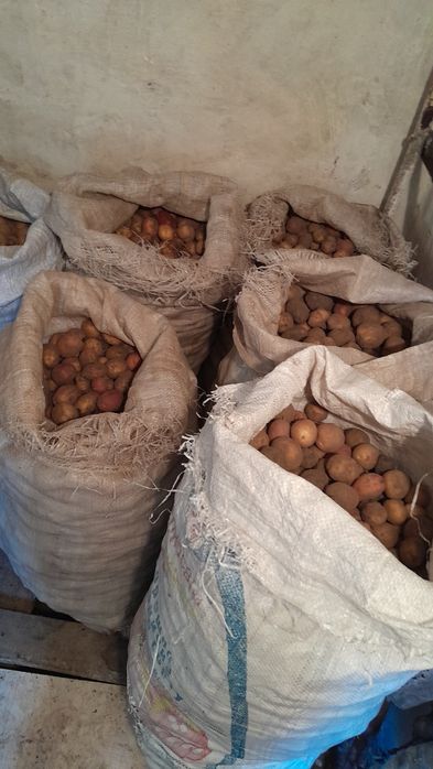 Продам дрібну картоплю