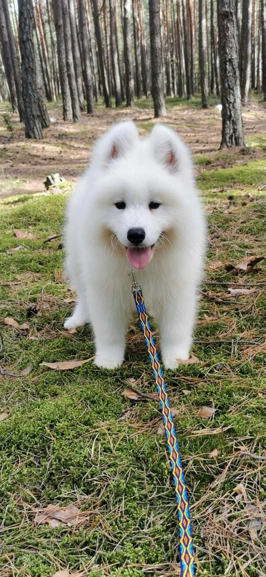 Samoyed piesek rodowód samoyed  puszysty śnieżnobiały szczeniak