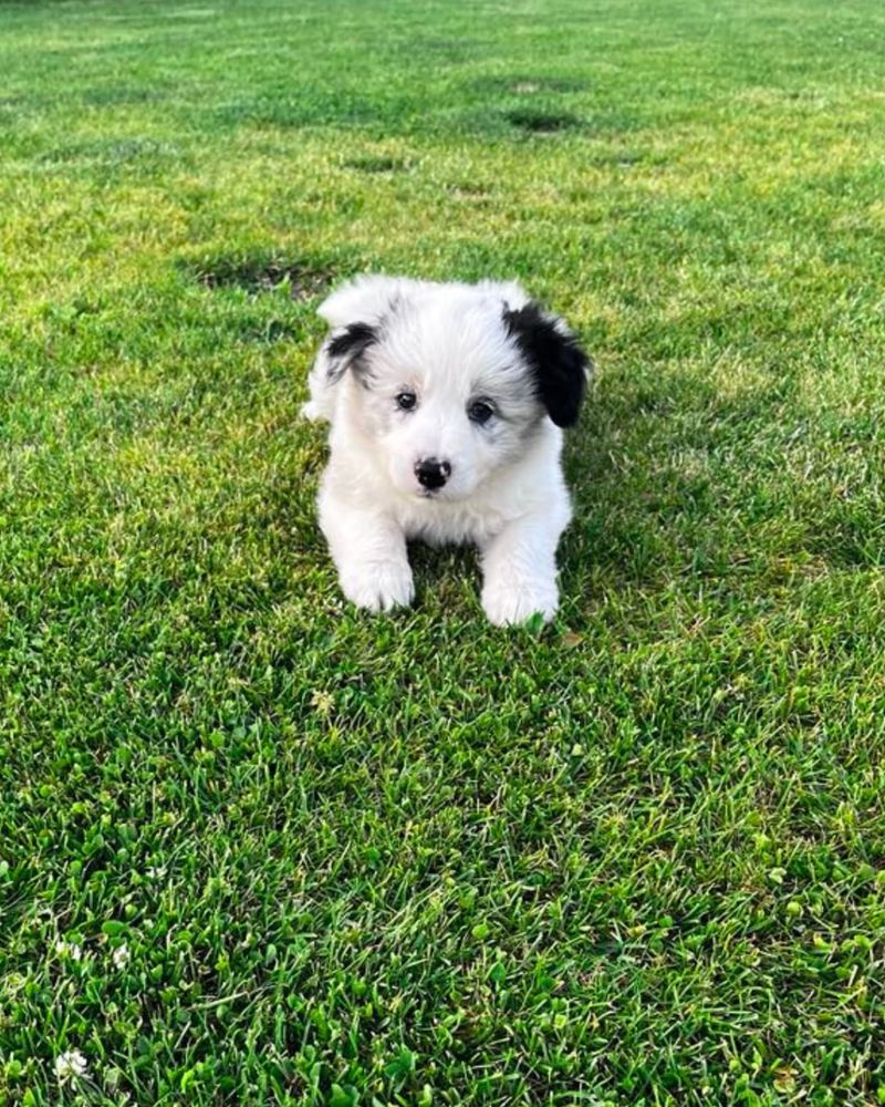 Piesek border collie