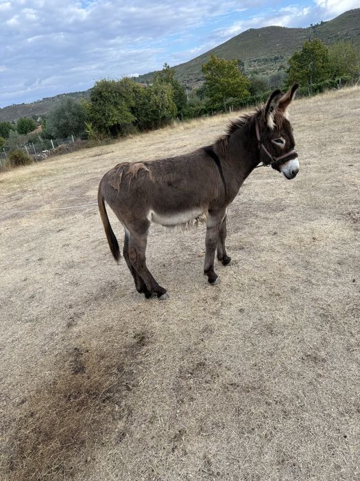 Vendo burras (mãe e filha)