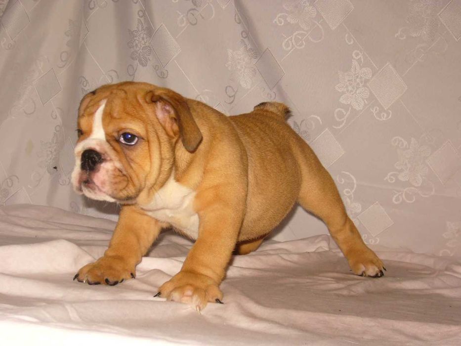 Buldog angielski rudo-białe suczka