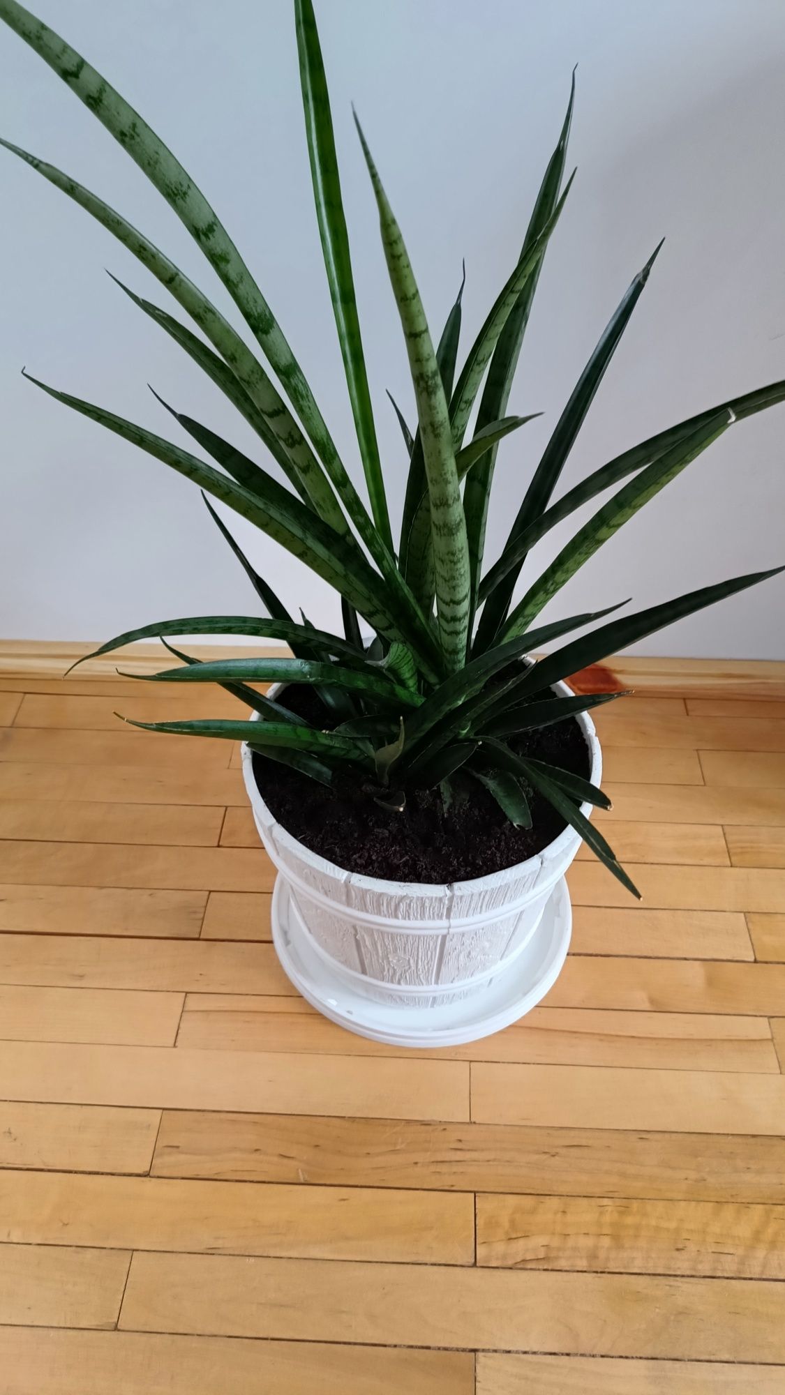 Kwiatek doniczkowy SANSEVERIA, 60cm