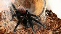 Паук Brachypelma vagans взрослая самка 1500