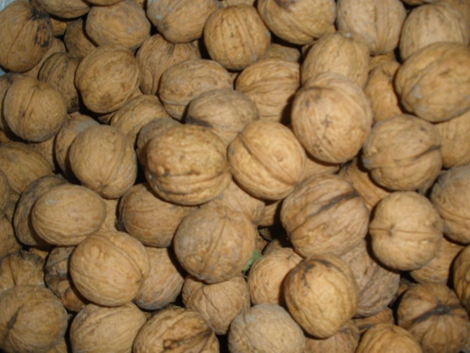 продам грецький горіх