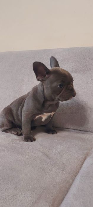 Buldog Francuski suczka niebieska Auria rodowód
