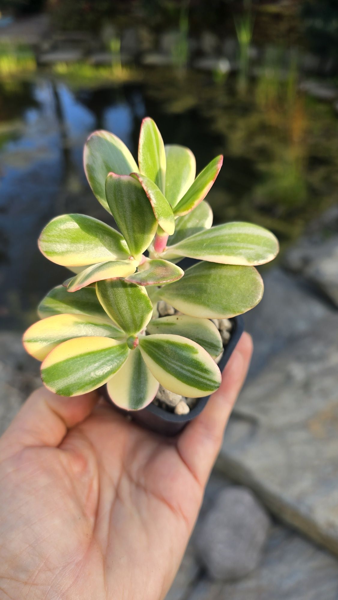 Crassula   Alba roślina kolekcjonerska