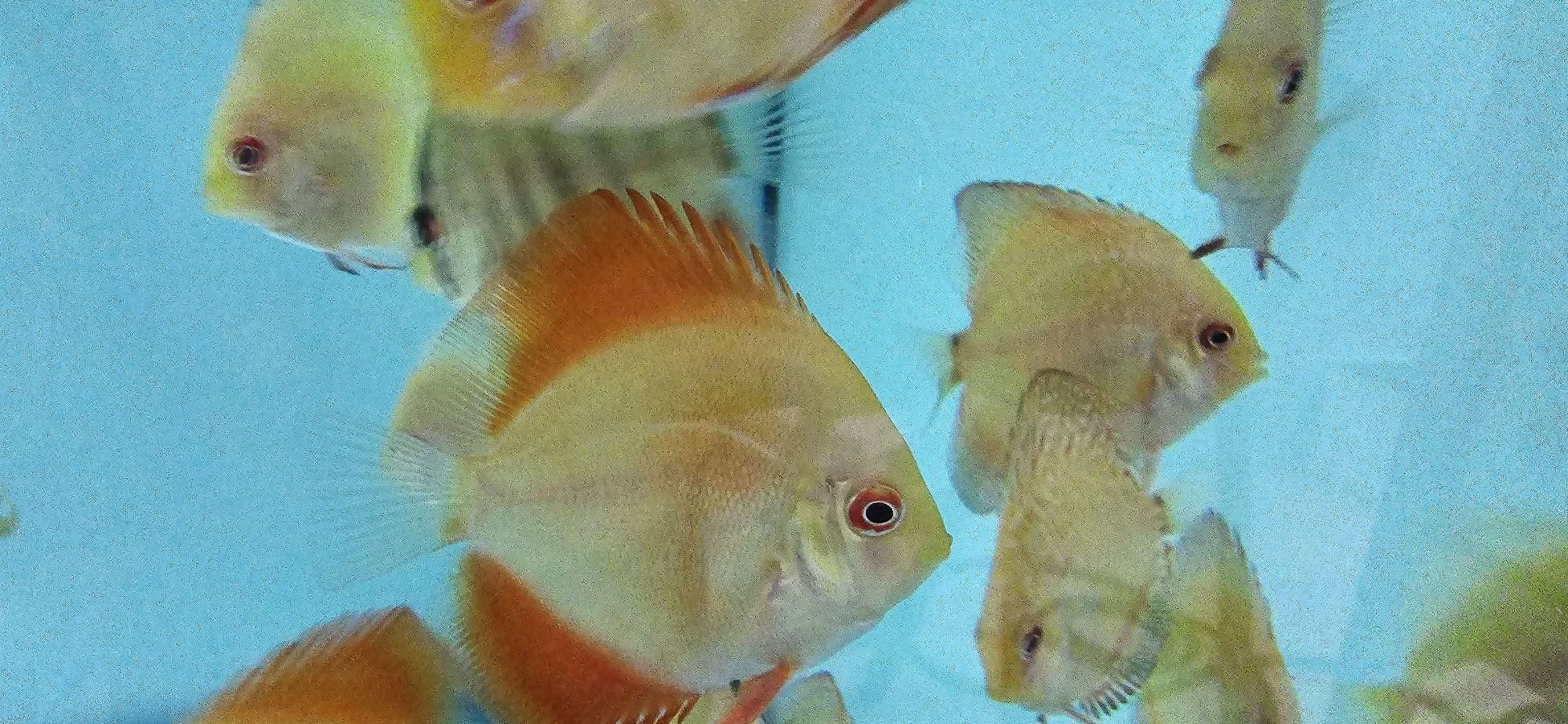 Discus disponíveis
