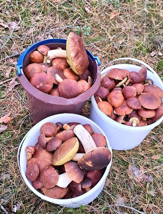 Wiadro grzybów / świeże / czarne lepki / grzyby