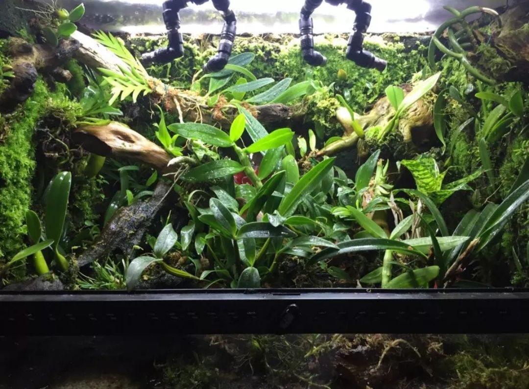 Podwójna dysza system zraszania vivarium drzewołazy terrarium