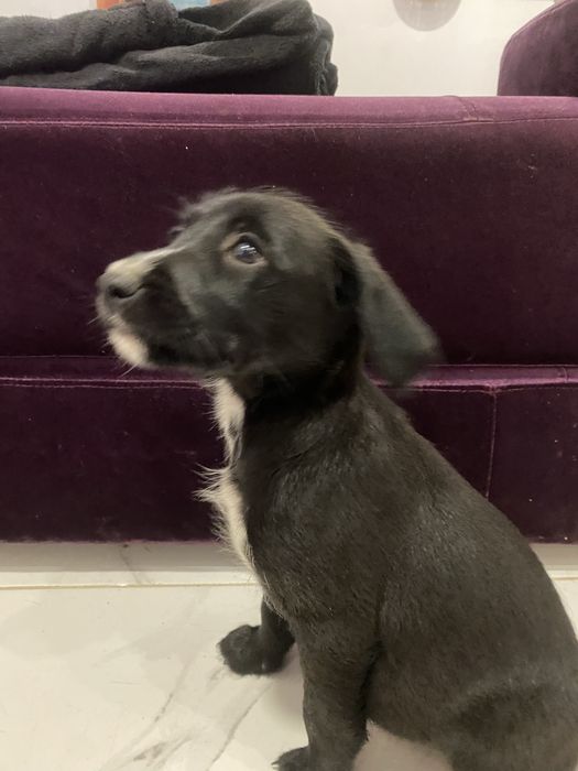 Cachorrinha para adoção