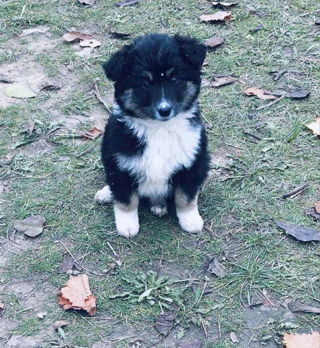 Цуценята від породистої собаки