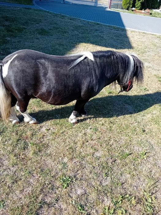 Kozy mleczne kucyk klacz