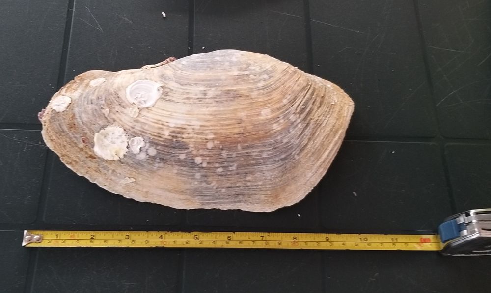 Acessórios para Aquários.