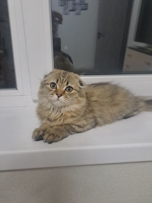 Котенок британець висловухий