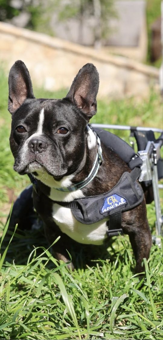 Buldog francuski do adopcji