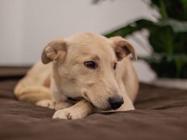 Отдам даром в добрые руки собаку метис лабрадора