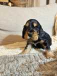 KRAKERS szczeniak Cocker Spaniel Angielski
