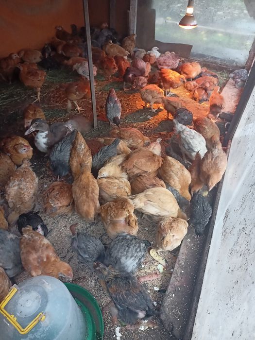 Продам курей и курчат