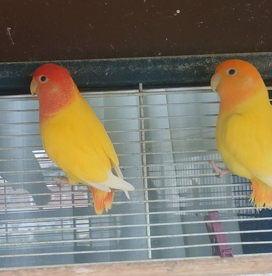 Casal Rosicolis Amarelo Laranja