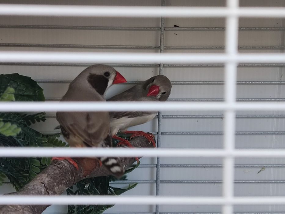 Vendo 2 machos  mandarins