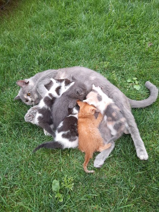 Милые и забавные хвостики