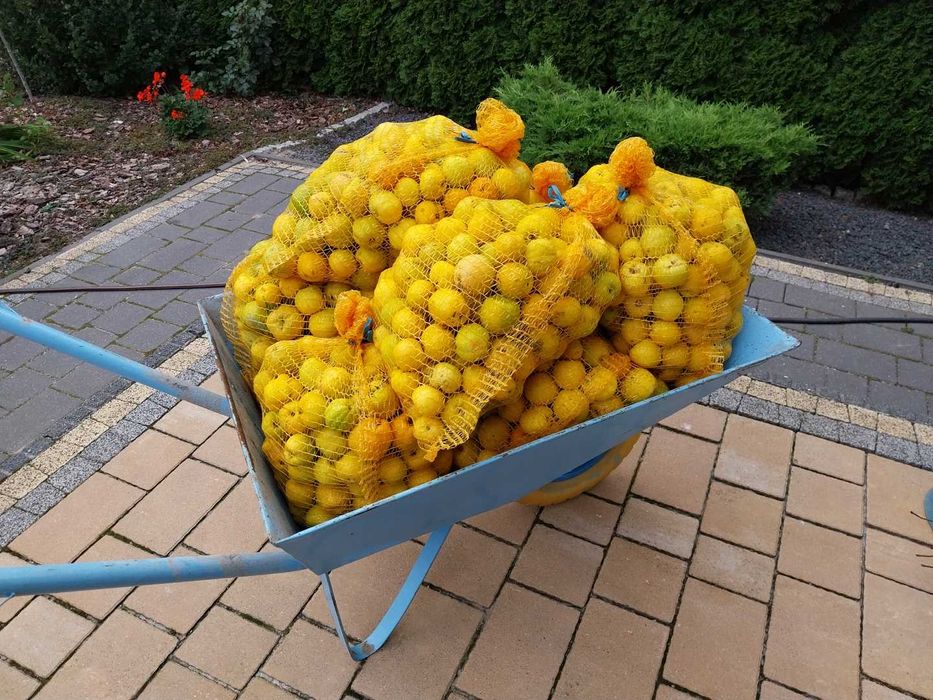 20 KG owoców pigwowca japońskiego (SEGREGOWANE, DUŻE)