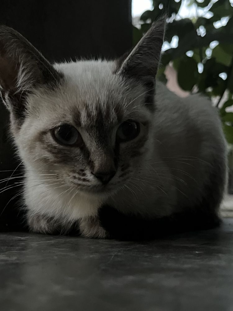 котики в добрі руки