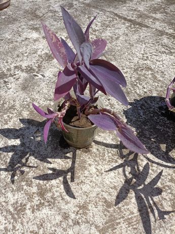 Planta roxa tradescantia