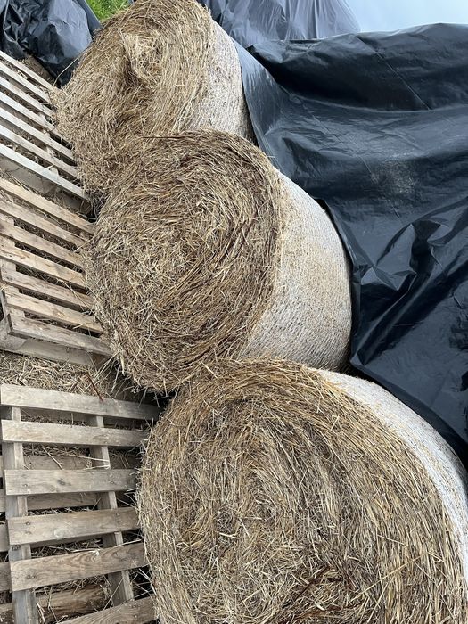 Rolos de feno exclente qualidade