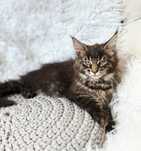 Maine Coon-  kotka