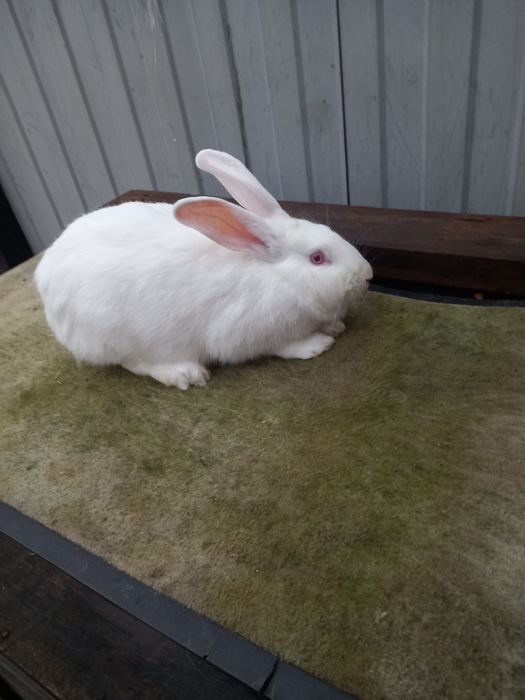 Продаю кролів породи термонська біла.